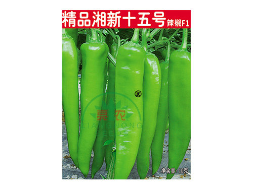 精品湘新十五號 精品湘新十五號